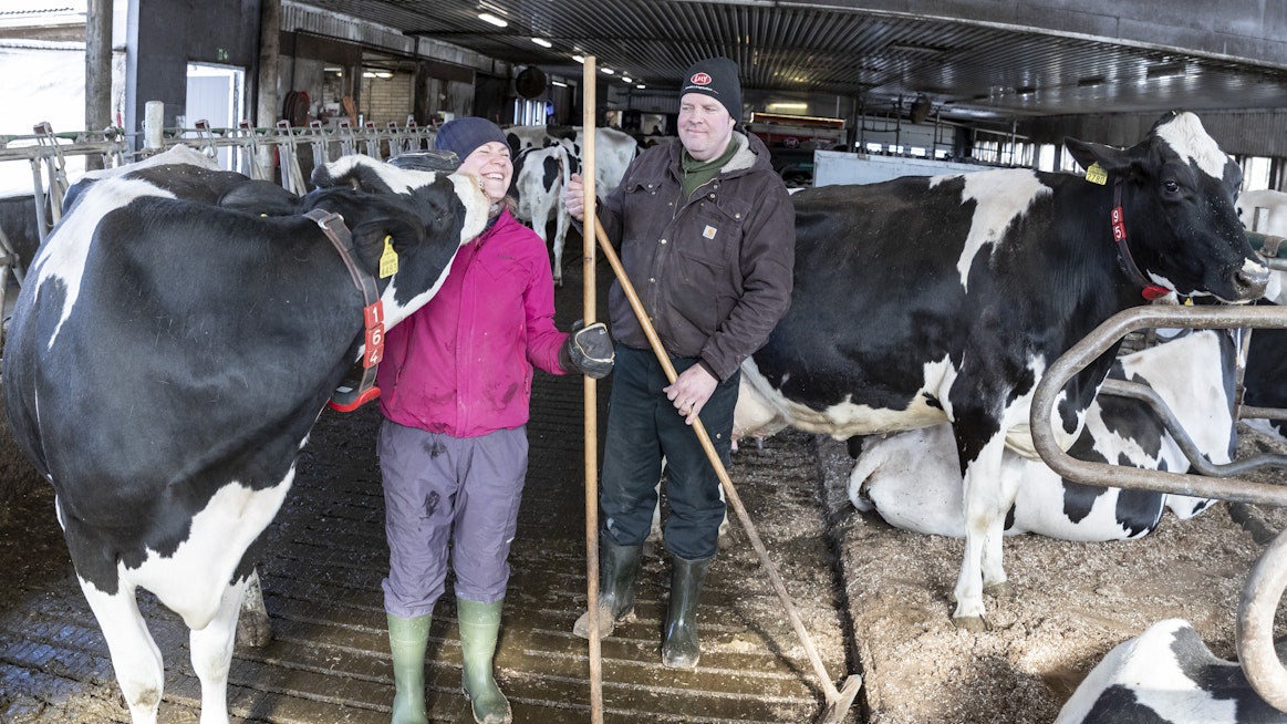 "Kukas se siinä", tuumii yksi Mari ja Ville Alasen holsteinvaltaisen karjan jäsenistä. Lehmiä on lypsyssä 71, nuorkarjan kanssa nuppiluku on 145.