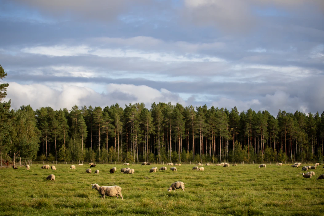 SLC:n mukaan nykyinen susikanta uhkaa laiduntamista ja koko kotieläintuotantoa.