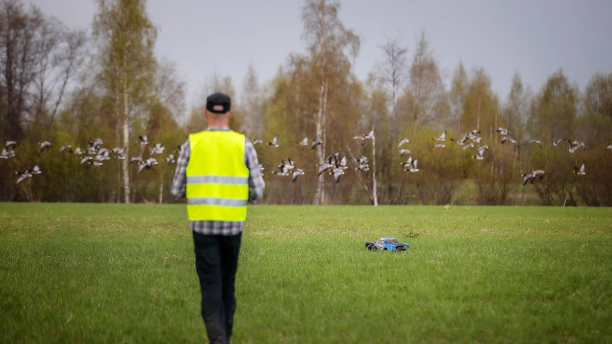 Valkoposkihanhia on karkotettu karkotusalueilta monilla eri keinoilla. Jarkko Hyvärinen käytti viime keväänä Liperissä apuna kauko-ohjattavaa autoa.