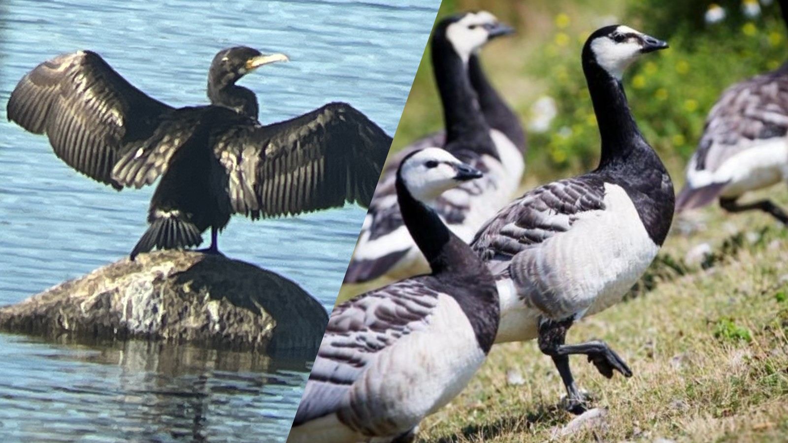 Merimetsojen ja valkoposkihanhien metsästys on jatkossa sallittua tietyin edellytyksin.