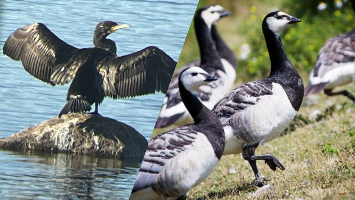 Merimetsojen ja valkoposkihanhien metsästys on jatkossa sallittua tietyin edellytyksin.