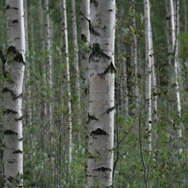 Monen suomalaisen metsäteollisuusyrityksen toiminta on saanut alkunsa koivusta tehdyistä lankarullista, kirjoittaa Mari Ikonen.