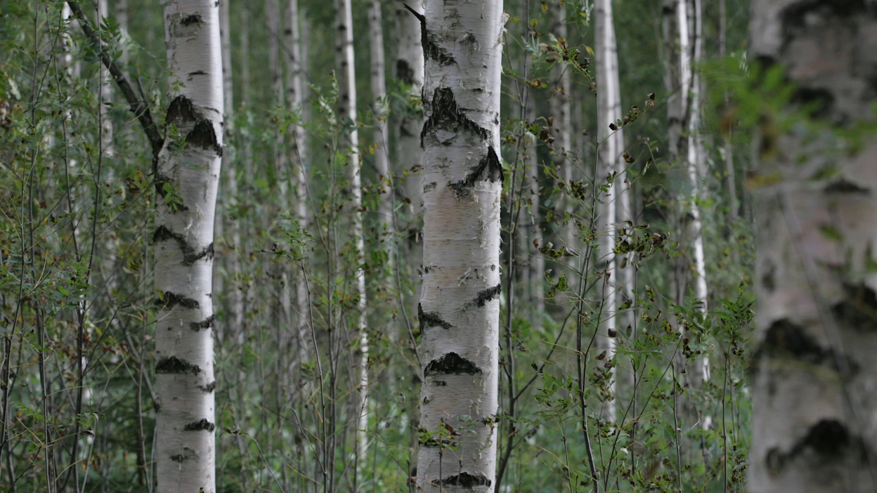 Monen suomalaisen metsäteollisuusyrityksen toiminta on saanut alkunsa koivusta tehdyistä lankarullista, kirjoittaa Mari Ikonen.