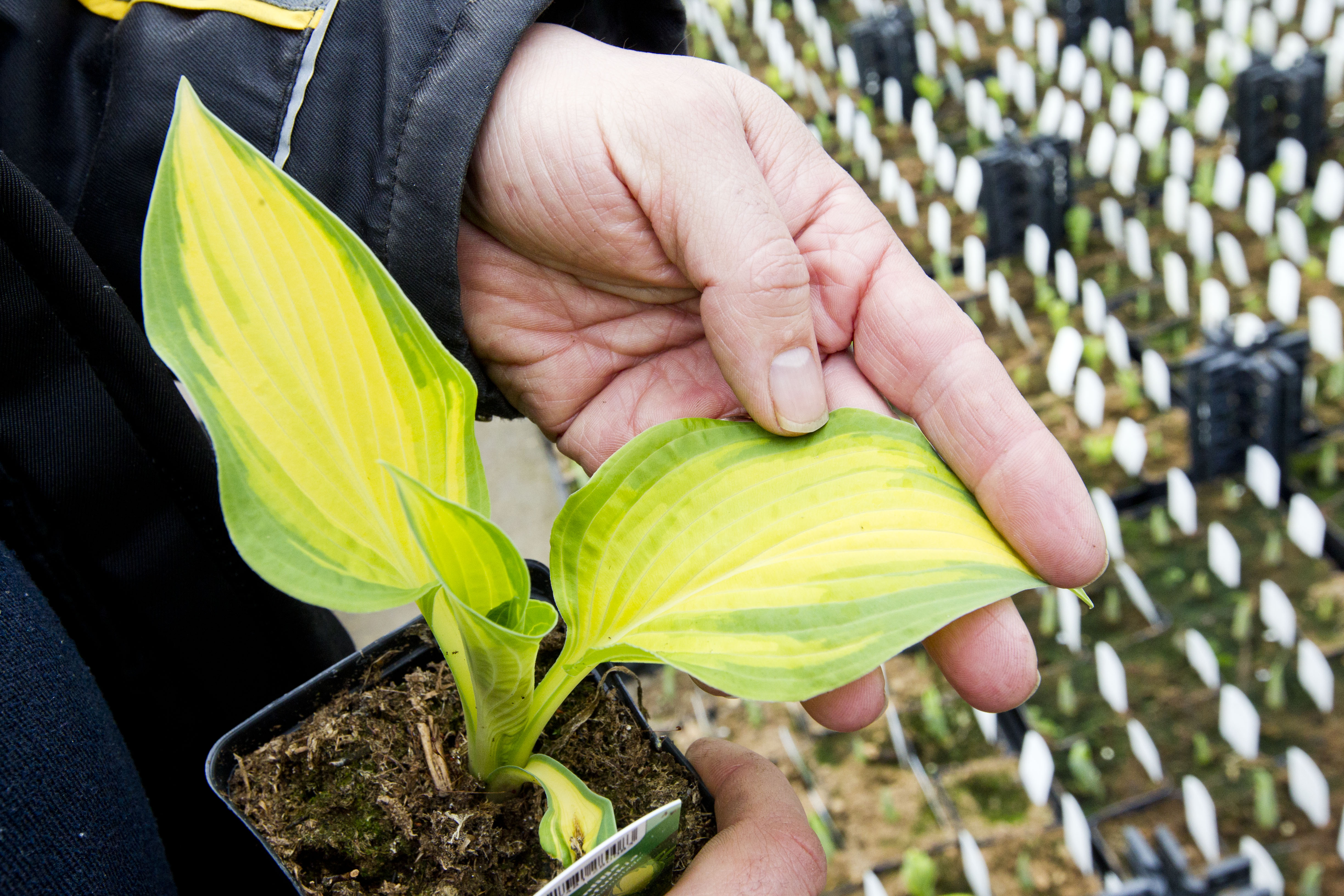 Kuunliljat viihtyvät varjoisassa paikassa. 