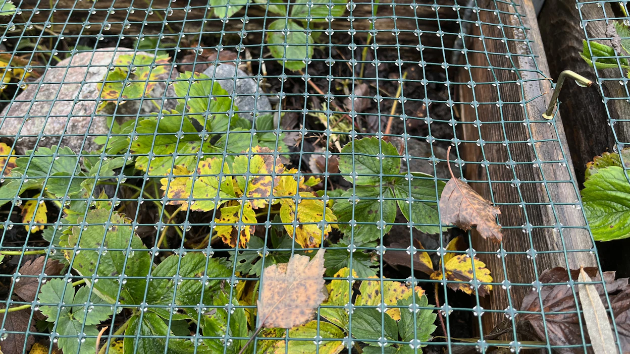 Mansikka voi olla pihalla vaarassa, sillä marjat maistuvat linnuille ja lehdet nisäkkäille.