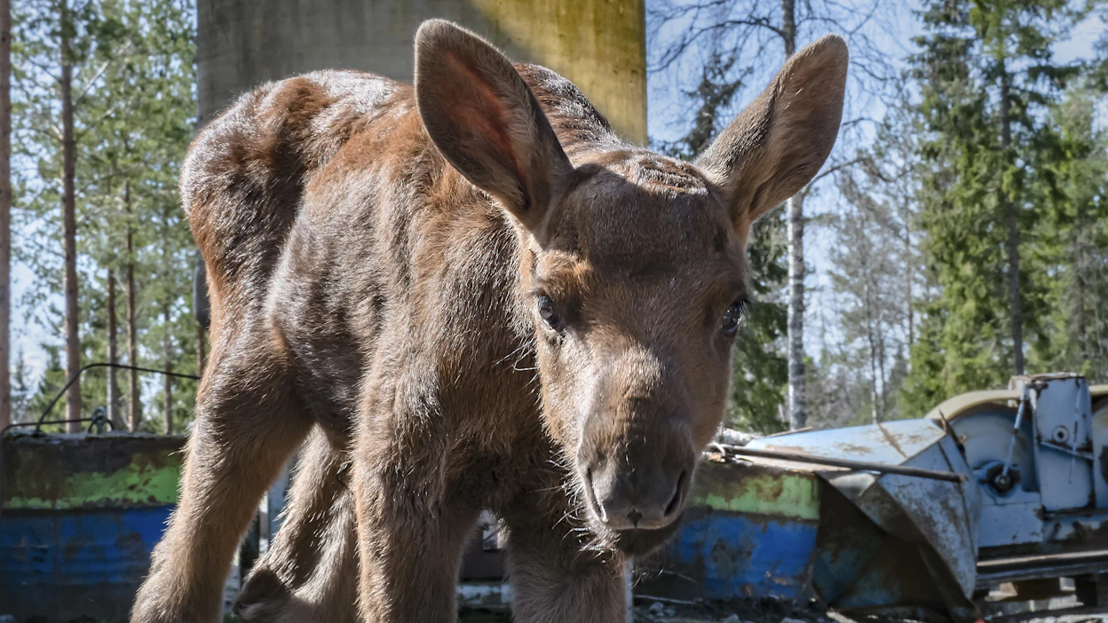 Hoitopaikan tulisi pystyä vastaamaan eläimen yksilöllisiin ja lajityypillisiin tarpeisiin. Kuvassa kolmen viikon ikäinen hirvenvasa, joka on tuotu villieläinhoitolaan.