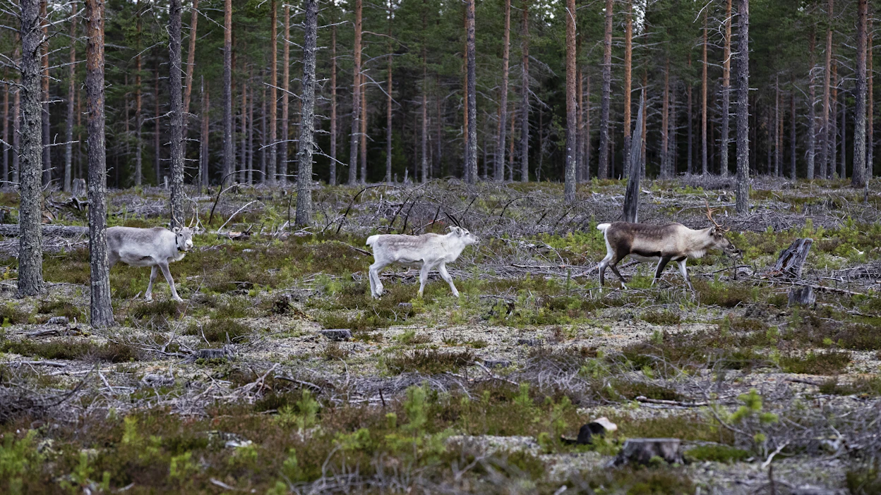 Kemijärvellä merkittiin poron vasoja kovalla tahdilla 100 vuotta sitten. Arkistokuva.