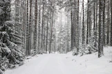 Metsäteollisuus on ostanut MTK:n Kalle Karttusen mukaan aiempaa enemmän leimikoita varastoon.