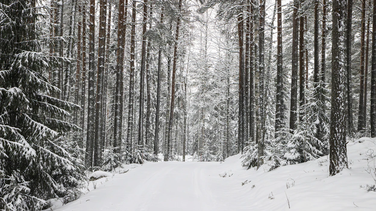 Metsäteollisuus on ostanut MTK:n Kalle Karttusen mukaan aiempaa enemmän leimikoita varastoon.