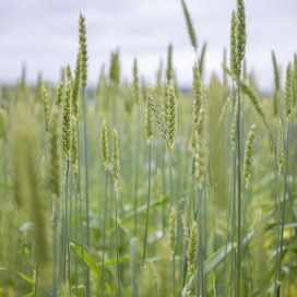 Luonnonvarakeskuksen viljelyalojen ennakkotilasto kertoo Suomen vehnäalan lisääntyneen noin kuusi ja puoli prosenttia.