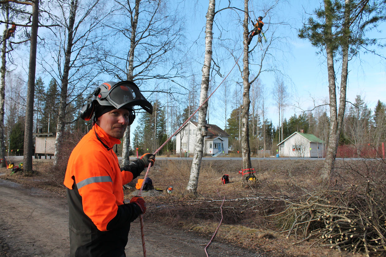 Oululainen Timo Kolmonen työskentelee hammaslääkärinä (edessä). Arboristin työstä Kolmonen haluaa vaihtelua vanhan työn rinnalle. Hieskoivussa työparina oululainen Esa Auramo.