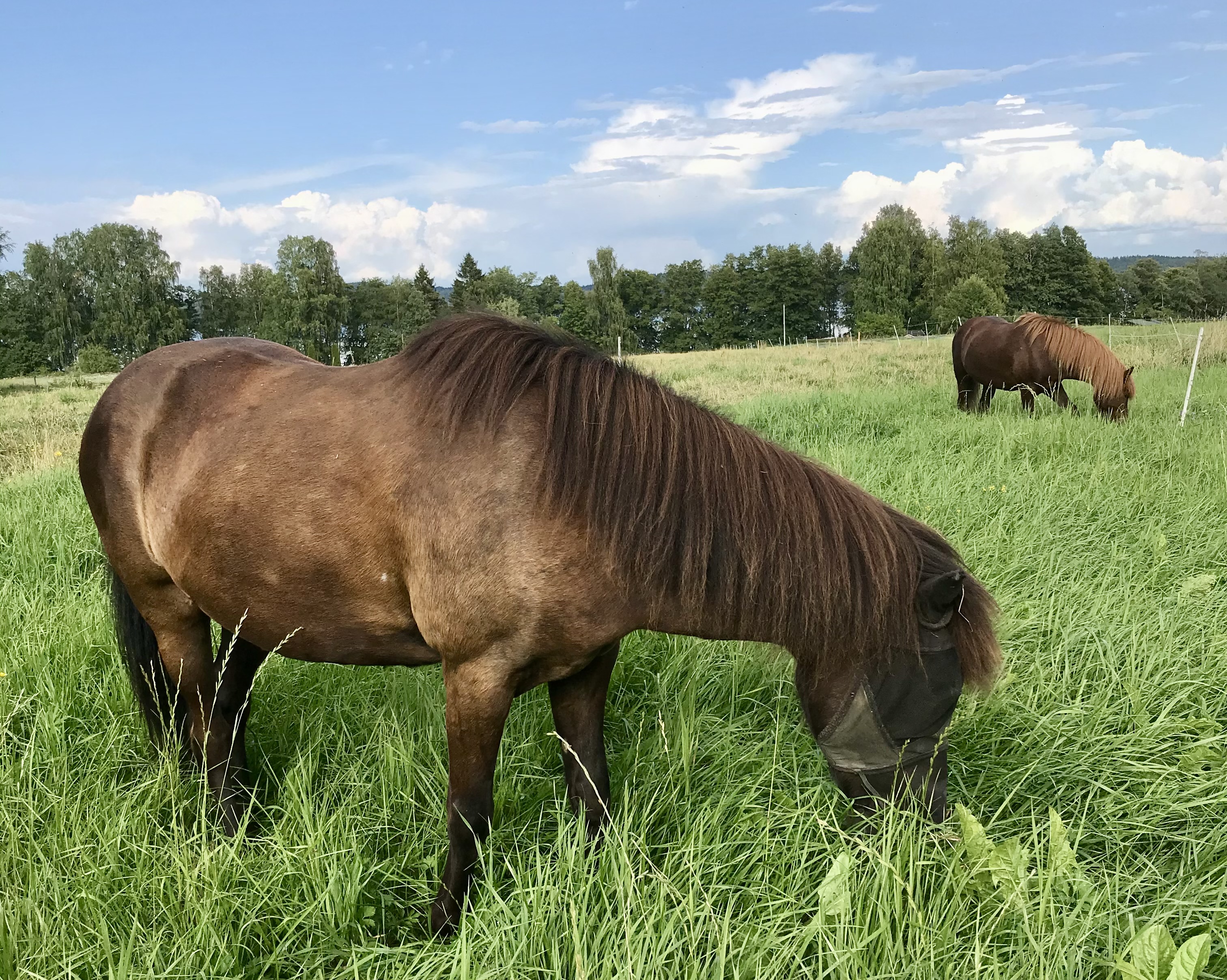 Suolisto-oireet vähenivät merkittävästi laidunkauden aikana niillä tutkimuksen hevosilla, jotka pääsivät laitumelle.