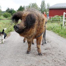 Som Du, Johanna Weckström ja Amada-koira lenkkeilevät nykyisin pihapiirissä.