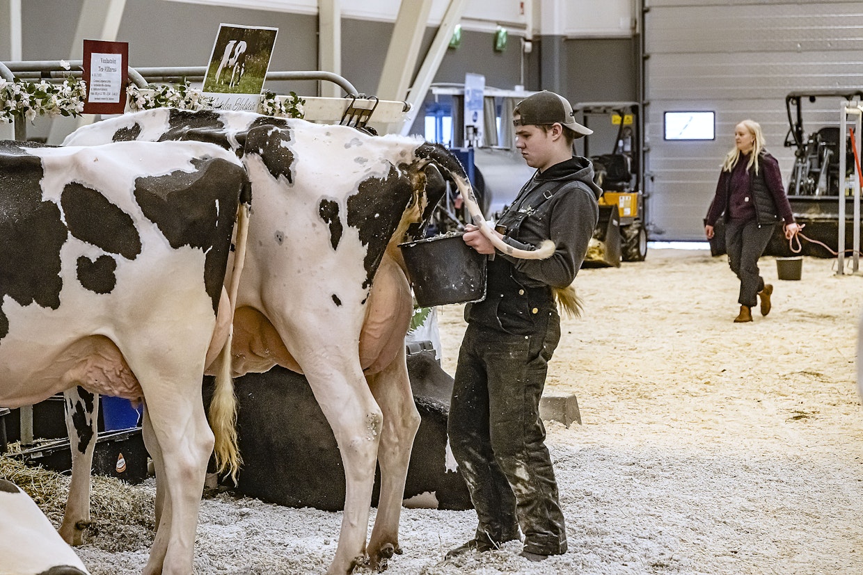Hollantilaineen Wessel Welthuis kaappasi lannat ämpäriin ennen kuin isompi hätä pääsi lattian kuivikkeisiin.