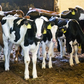 Maitovaliokuntien mukaan naudanlihantuotannon kannattavuus- ja rahoitusongelmien ratkaisemisen päävastuu on teurastamoilla.