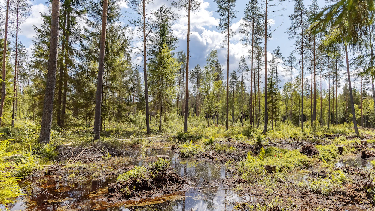 Muutamassa vuodessa maankäyttösektorin yli 30 miljoonan CO2- tonnin nielu olisi muuttunut uusien laskelmien mukaan 13,5 miljoonan CO2- tonnin päästöksi. Joko vanhoissa tai uusissa laskelmissa on valtava virhe, toteaa kirjoittaja.