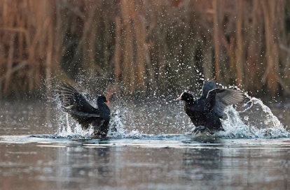 Rantakanat, liejukana ja nokikana, ottavat yhteen.