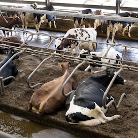 Nämä luomulehmät märehtivät Virroilla. Kunnan maitomäärä oli viime vuonna 16,6 miljoonaa kiloa.