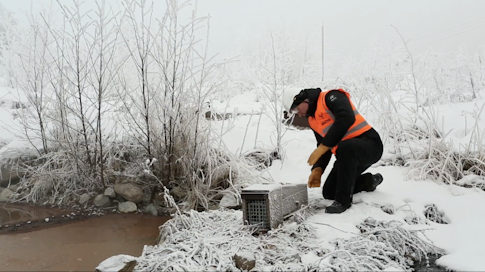 Hiilimön Erästäjien Mika Ravander käy kokemassa Metsä Groupin alueelle asennettuja vieraspetoloukkuja, jotta Kemin vesilintukannat saisivat pesiä rauhassa minkeiltä.