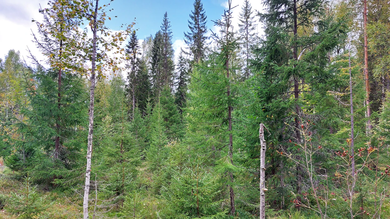 Metsähallituksen jatkuvapeitteisen metsänkasvatuksen havaintoalue kattaa Rautavaaralla noin 5 000 hehtaaria. Kuvan kohteella ylispuuhakkuu tehtiin vuonna 2017. Aiemmin aliskasvoksena olleet kuuset ovat elpyneet nyt kasvuun.
