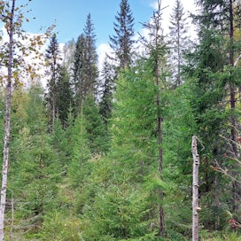 Metsähallituksen jatkuvapeitteisen metsänkasvatuksen havaintoalue kattaa Rautavaaralla noin 5 000 hehtaaria. Kuvan kohteella ylispuuhakkuu tehtiin vuonna 2017. Aiemmin aliskasvoksena olleet kuuset ovat elpyneet nyt kasvuun.