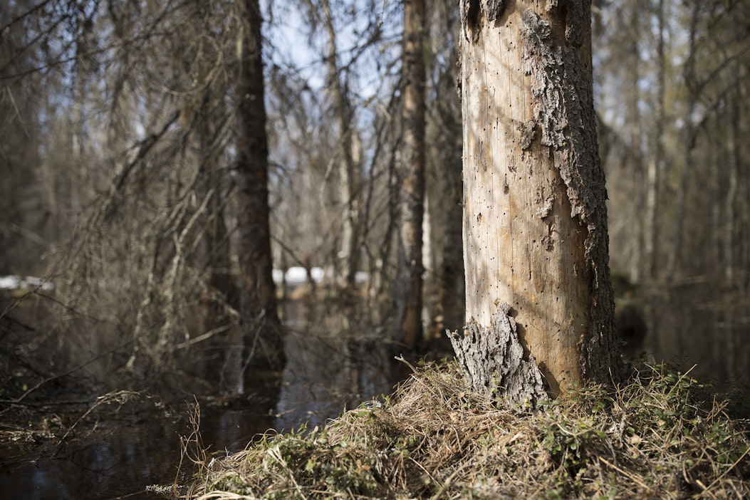 Moni uhanalainen laji hyötyisi kuolleen puun lisääntymisestä metsissä.