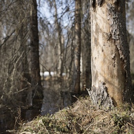 Moni uhanalainen laji hyötyisi kuolleen puun lisääntymisestä metsissä. 