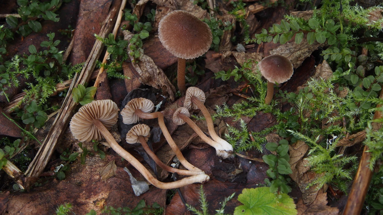 Inocybe minata -lajiin kuuluvia harvinaisia sieniä on löydetty Suomen lisäksi vain Sveitsistä.