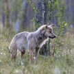 Eläinoikeusakatemian mukaan maa- ja metsätalousministeriö on susien metsästystä koskevissa asioissa noudattanut etujärjestöjen tahtoa.