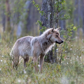 Eläinoikeusakatemian mukaan maa- ja metsätalousministeriö on susien metsästystä koskevissa asioissa noudattanut etujärjestöjen tahtoa.