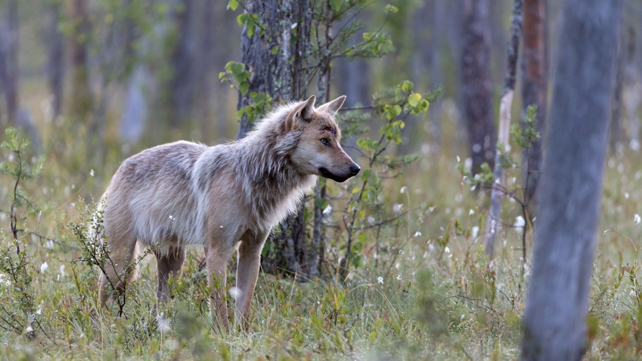 Kuvituskuvan susi ei liity tapaukseen.