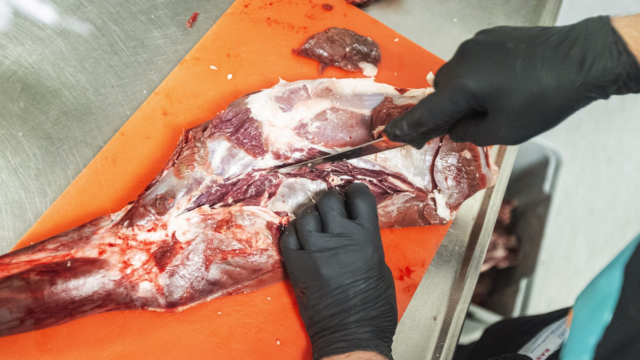 Peuran paloittelu vaatii taitoa.