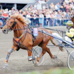 Rekilammen Sauli on tuore Pikkukunkku. Torstaina ori tähtää Derby-finaaliin.