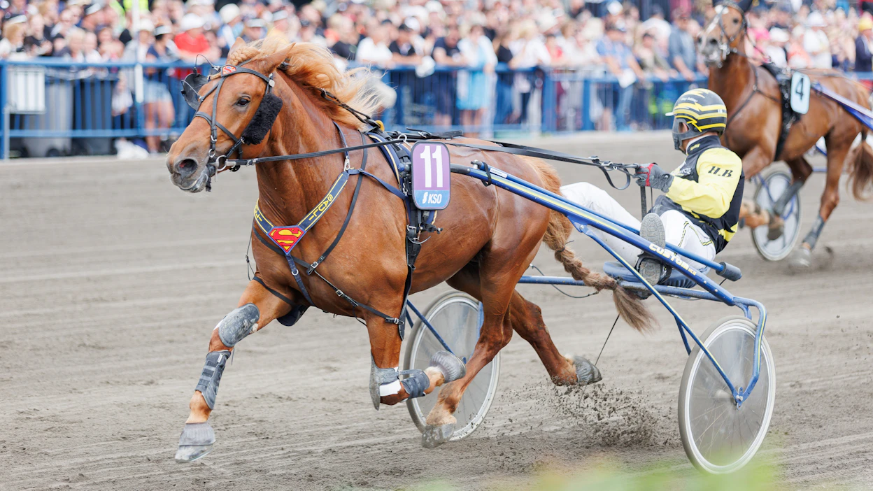 Rekilammen Sauli on tuore Pikkukunkku. Torstaina ori tähtää Derby-finaaliin.