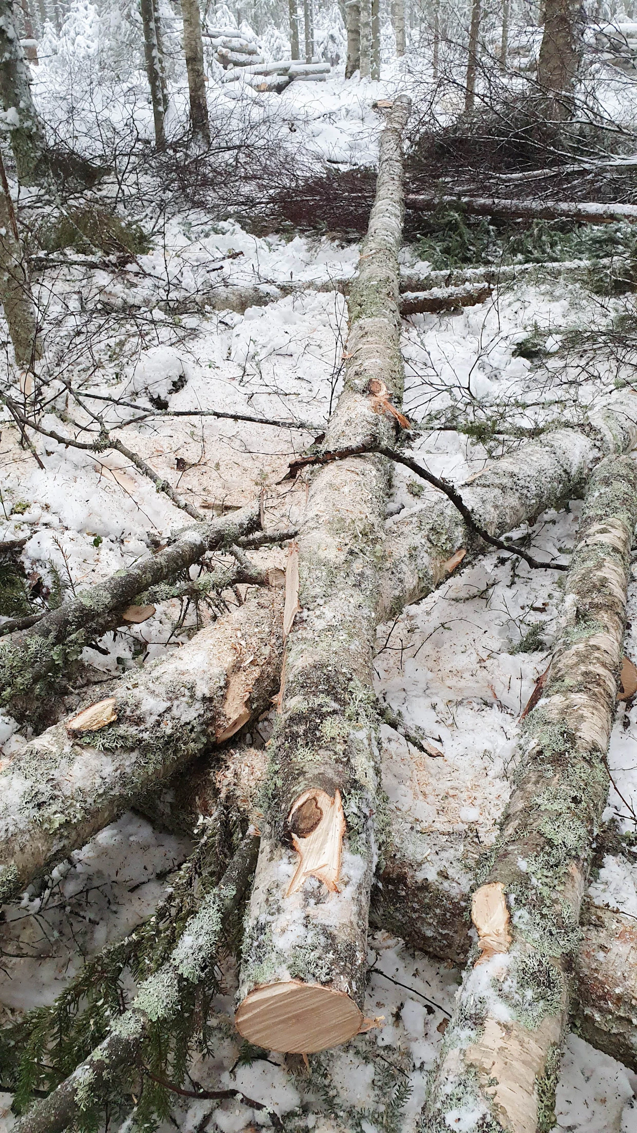 Pitopuumenetelmällä saadaan muodostettua useamman pölkyn ”ketju”. Tämä ketju mahdollistaa siis kaukaakin tyvipölkyn vetämisen nosturin ulottuville. Kuvassa kolme kolmemetristä kuitupuuta on jätetty yhteen hyödyntäen pitopuuta.
