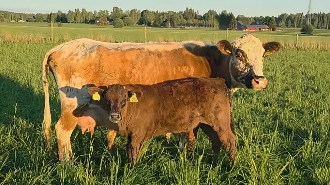 Matriarkka Mimmillä äidinvaistot ovat kohdillaan. Mimmi adoptoi orvoksi jääneen Epäonnen keväällä jo ennen poikimistaan. Kuvakaappaus videolta.