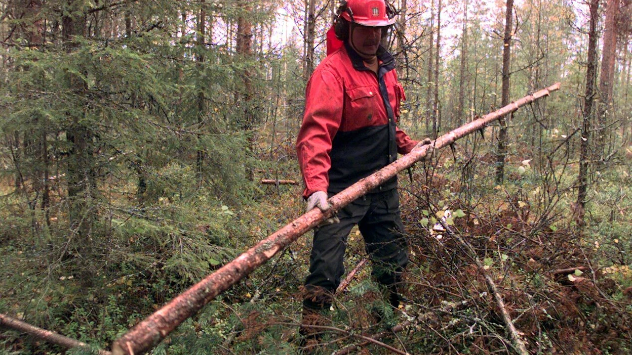 Vanhaa kemeratukea voi hakea nuoren metsän kunnostukseen lokakuun alkuun asti.