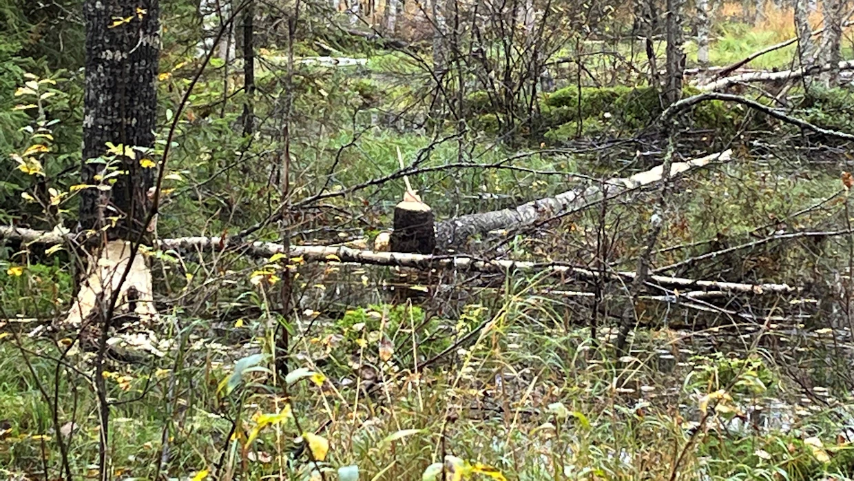 Majavalla on tässä kuvassa parhaillaan työn alla ison haapapuun kaataminen.