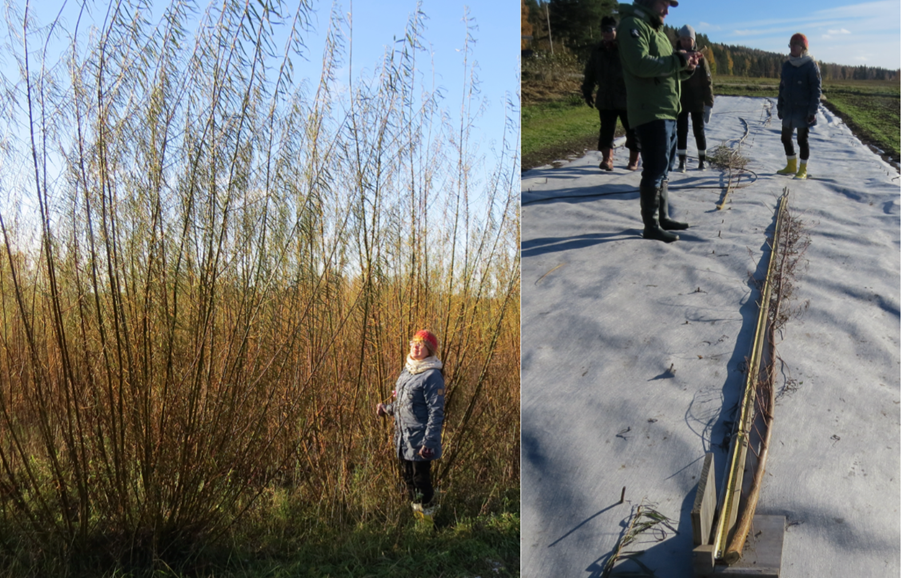 Suomen vuotuisen pituuskasvun ennätys (tasan viisi metriä kasvukaudessa) mitattiin Pälkäneen bioenergiaseminaarissa 26.10.2023. Vasemmanpuoleisessa kuvassa kevättalvella 2023 avohakattu viljelypajukko kasvukauden jälkeen. Oikeanpuoleisessa kuvassa pisimmän katkaistun kantovesan mittaus.