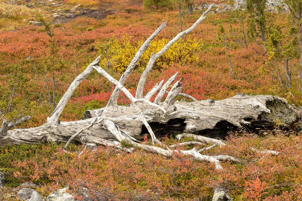 Lapissa routaa esiintyy vielä laajasti, mutta lunta on enää vain Kilpisjärvellä.