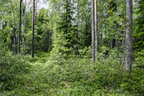 Raportin mukaan metsätilojen pirstoutuminen pienemmiksi voi vähentää metsiin tehtäviä investointeja, hakkuita ja metsänhoitotöitä