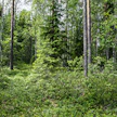 Raportin mukaan metsätilojen pirstoutuminen pienemmiksi voi vähentää metsiin tehtäviä investointeja, hakkuita ja metsänhoitotöitä