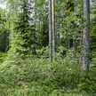 FSC-sertifioitua metsää. Kuvituskuva.