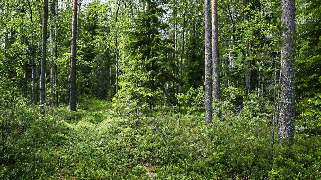 Raportin mukaan metsätilojen pirstoutuminen pienemmiksi voi vähentää metsiin tehtäviä investointeja, hakkuita ja metsänhoitotöitä