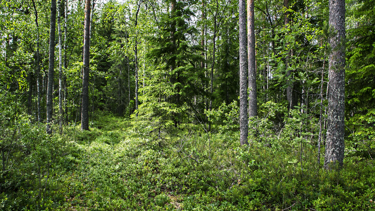 Raportin mukaan metsätilojen pirstoutuminen pienemmiksi voi vähentää metsiin tehtäviä investointeja, hakkuita ja metsänhoitotöitä
