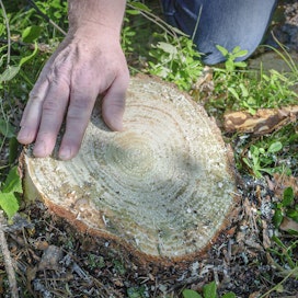 Rotstopp valmistetaan luonnossa olevasta sienestä, harmaaorvakkasienestä. 