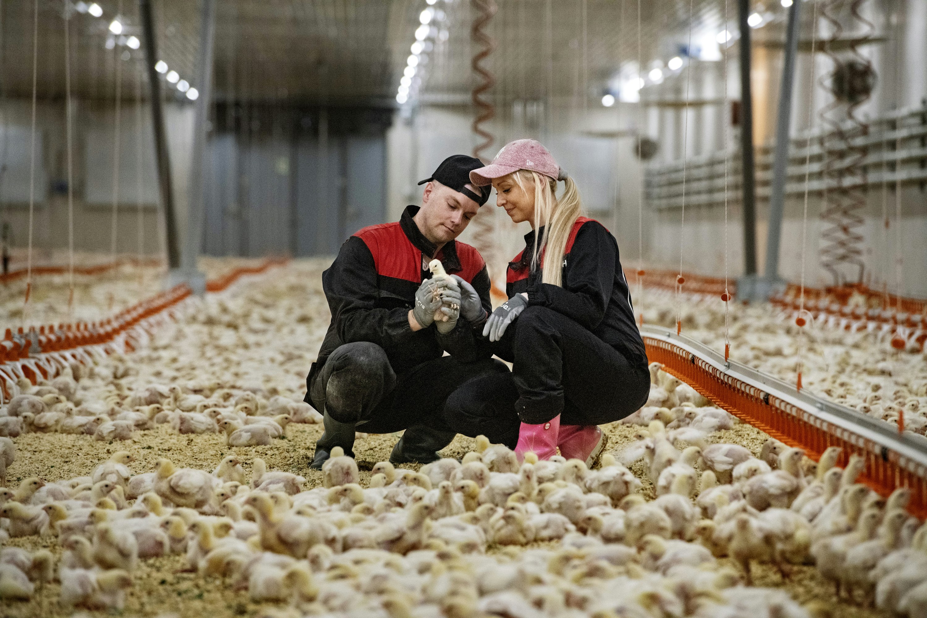 Suomessa on noin 170 broilerintuottajaa. Laura Leskelä ja Matti Torkko kasvattavat broilereita ja broileriemoja Ylistarossa.