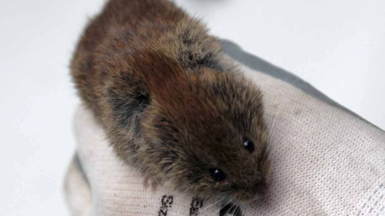 Metsämyyrät kantavat myyräkuumevirusta, joka voi aiheuttaa ihmiselle vakavan taudin.