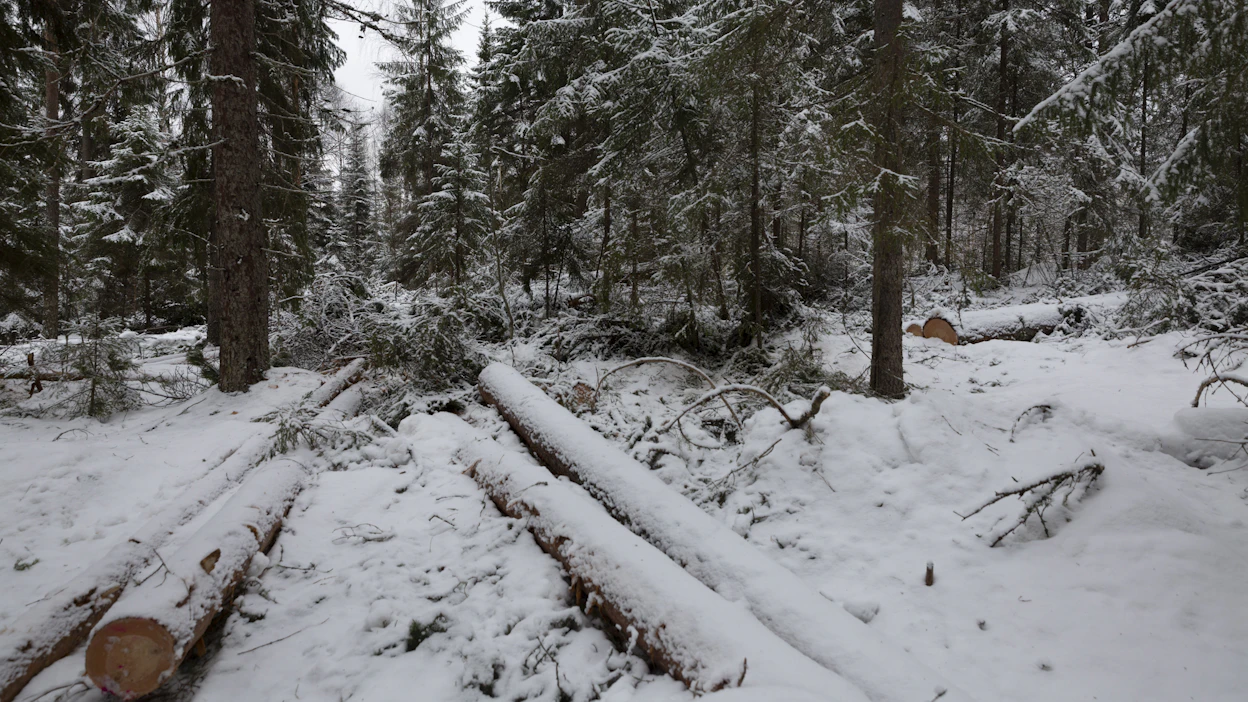 Jatkuvan kasvatuksen koeala. Kuvituskuva.