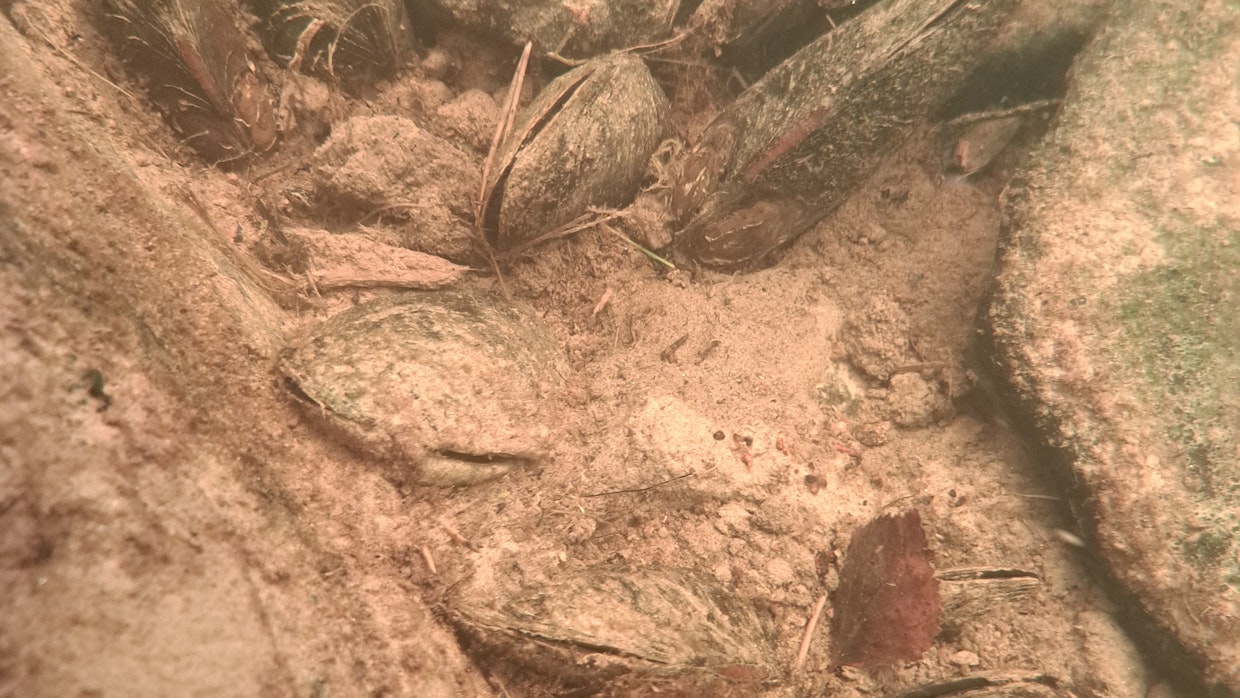 Mutaan hautautuneita raakkuja Hukkajoella noin sata metriä yliajopaikalta alajuoksulle.